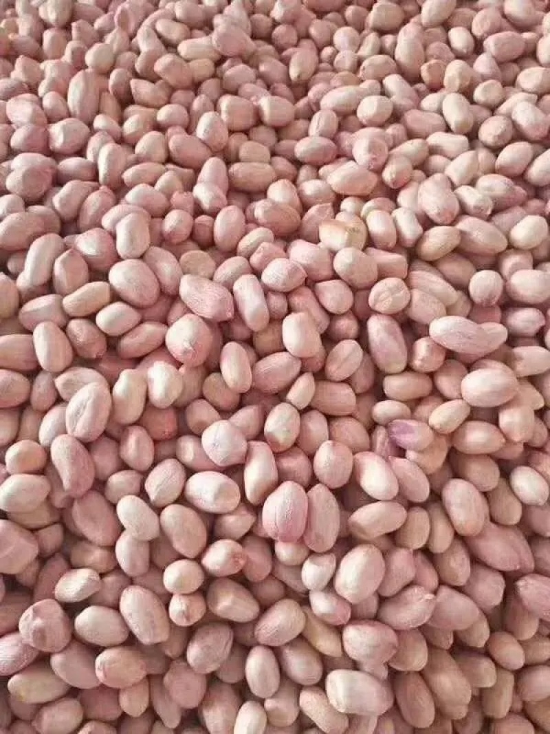 白沙新花生米8个筛选的精品，山东省邹城市华丰花生米加工