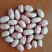 白沙新花生米8个筛选的精品，山东省邹城市华丰花生米加工