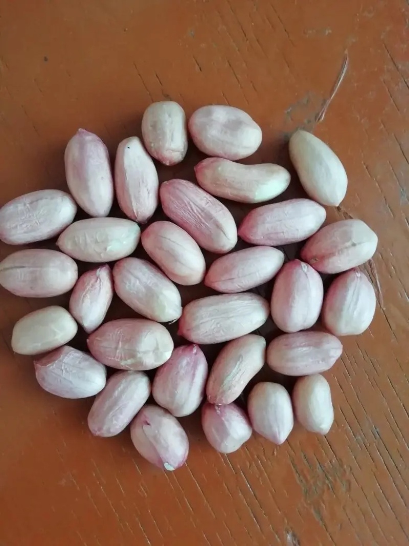 白沙新花生米8个筛选的精品，山东省邹城市华丰花生米加工