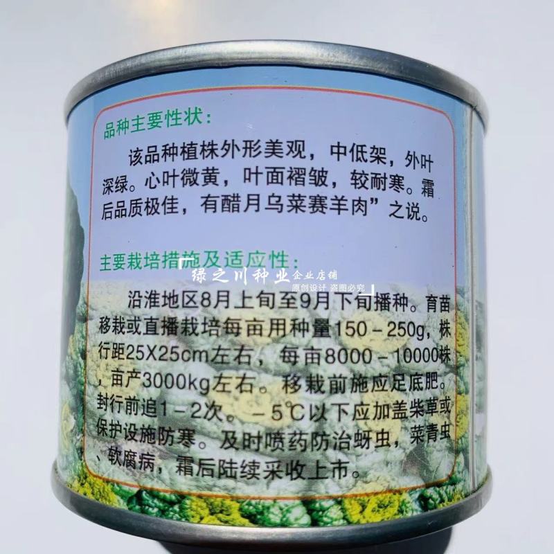 基地专用耐寒黄心菜种子特矮棵淮南黄心乌种子乌菜种籽