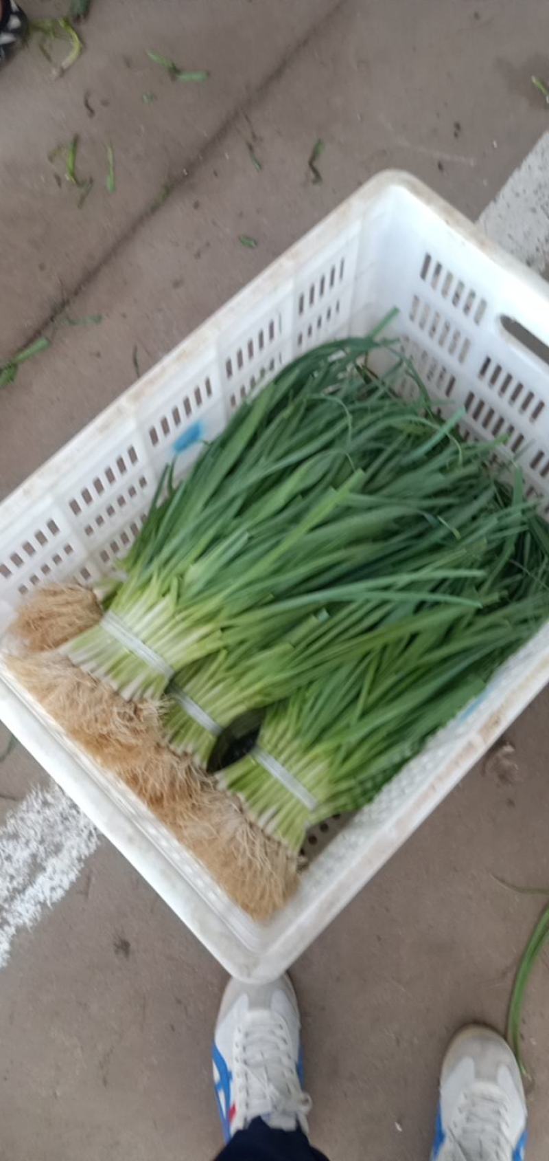 [首单补贴]精品白根蒜苗江苏蒜苗品质好欢迎来电采购