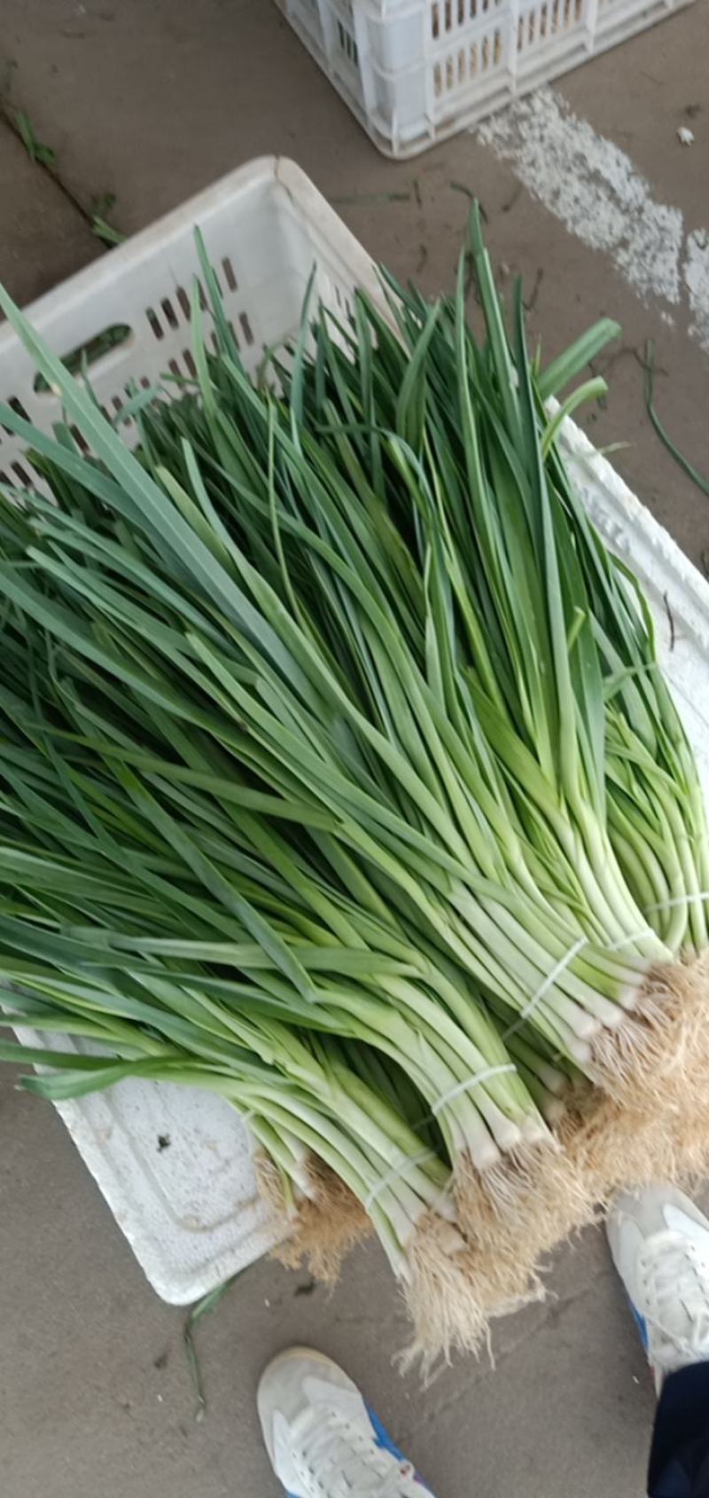 [首单补贴]精品白根蒜苗江苏蒜苗品质好欢迎来电采购