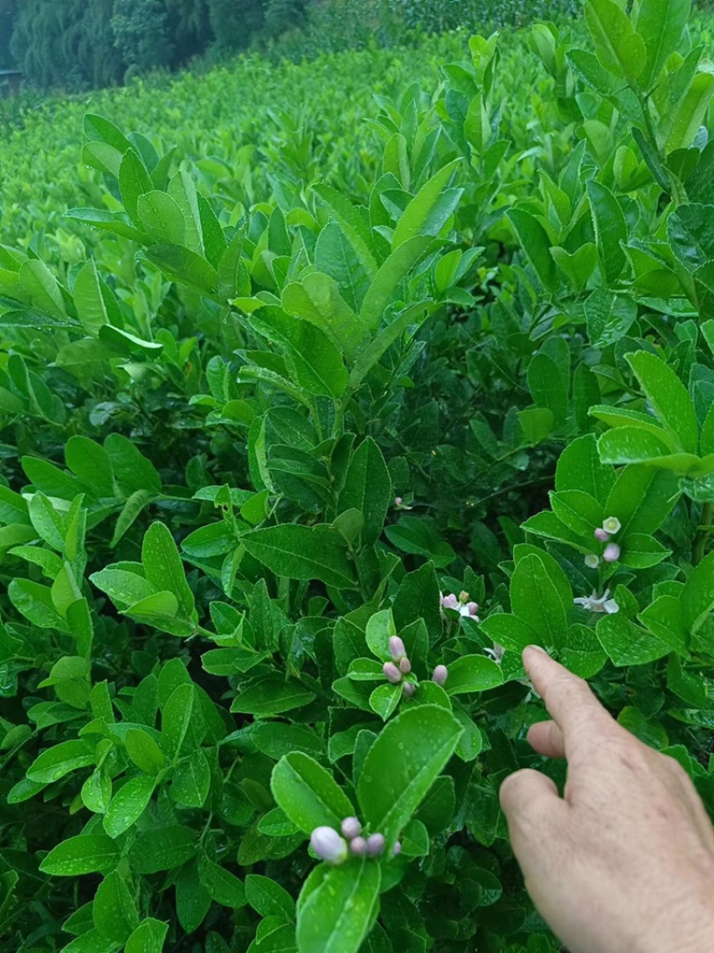 川佛手苗四川基地直供根须发达，成活率高，量大从优。