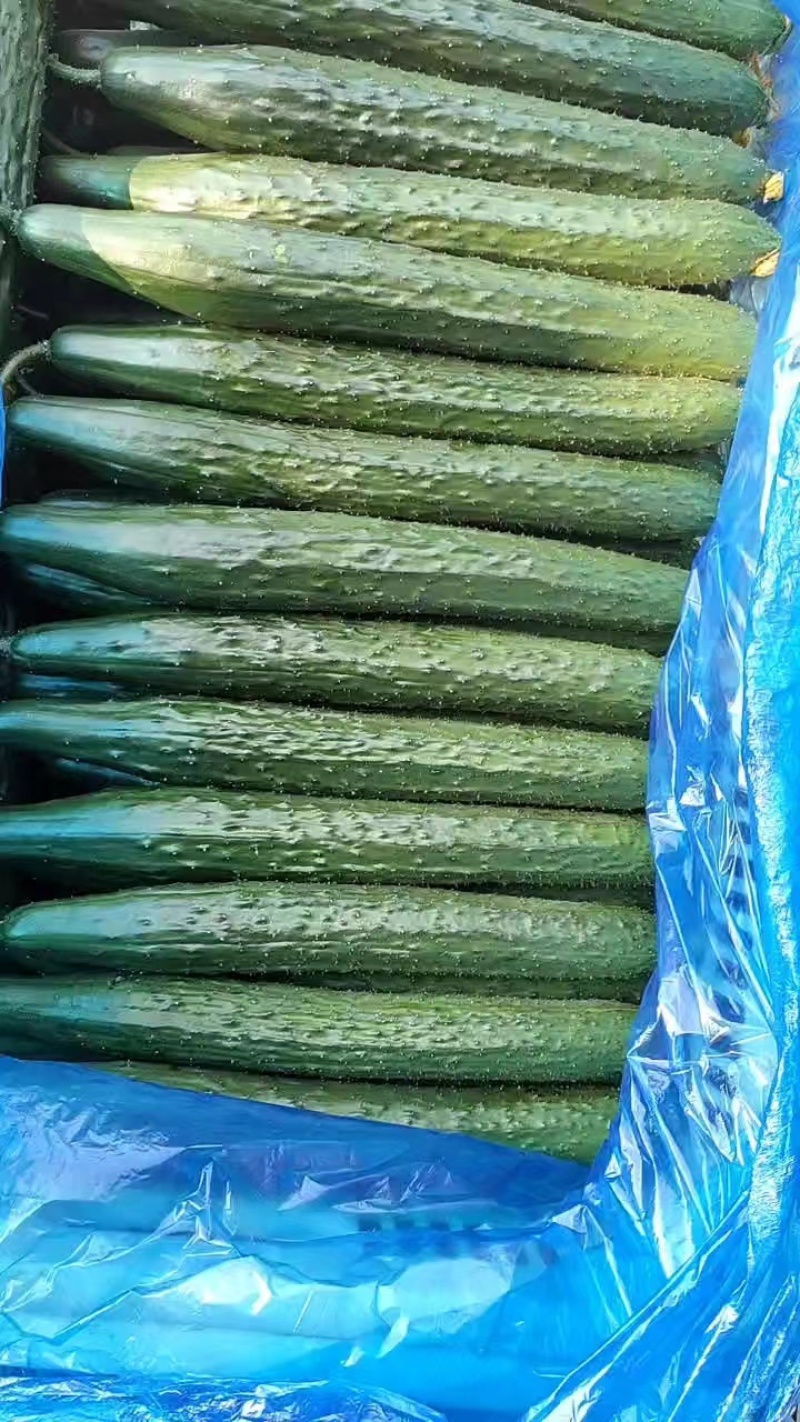 【推荐】山东黄瓜密刺黄瓜大量上市货源充足可供商超批发市场