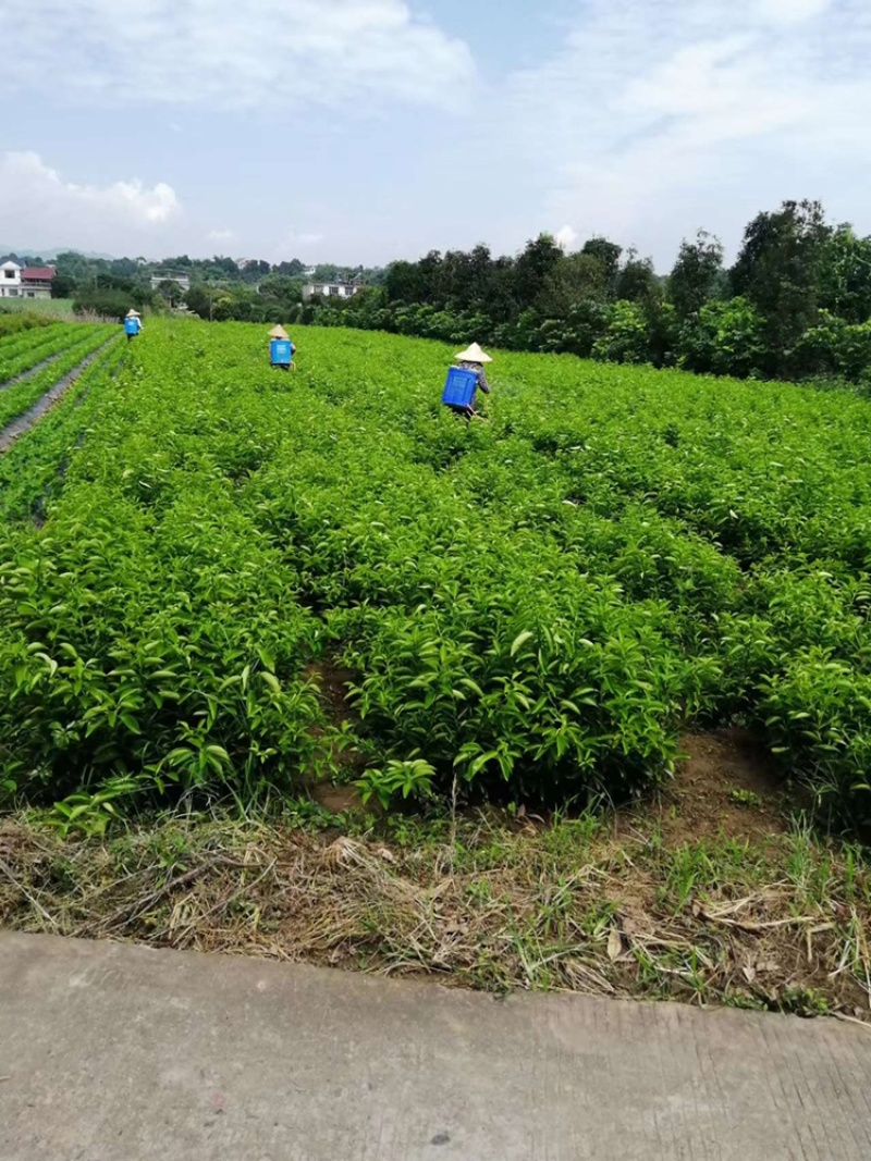 嫁接药枳壳苗，基地直供，大量出售，可回收果子。