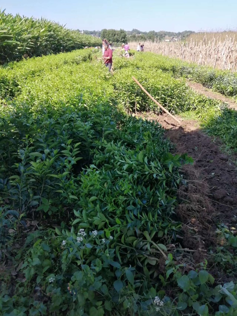 嫁接药枳壳苗，基地直供，大量出售，可回收果子。