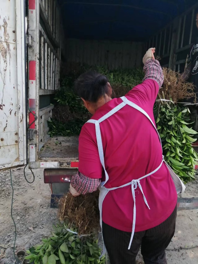 嫁接药枳壳苗，基地直供，大量出售，可回收果子。