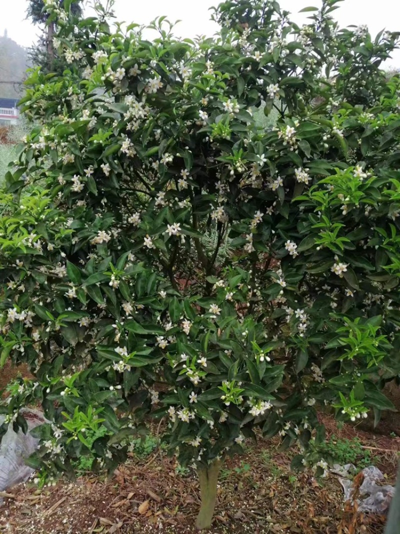 嫁接药枳壳苗，基地直供，大量出售，可回收果子。