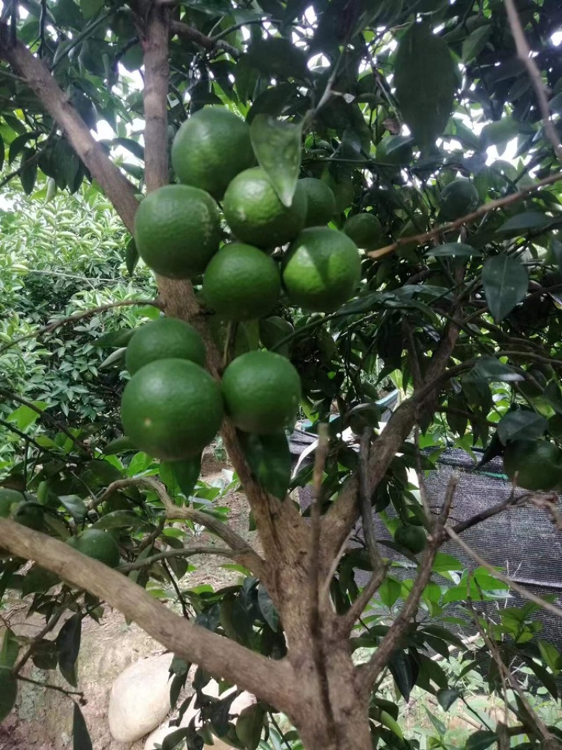 嫁接药枳壳苗，基地直供，大量出售，可回收果子。