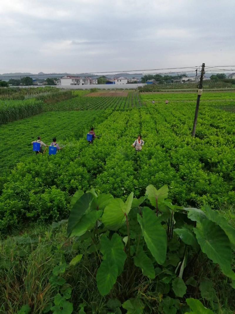 嫁接药枳壳苗，基地直供，大量出售，可回收果子。