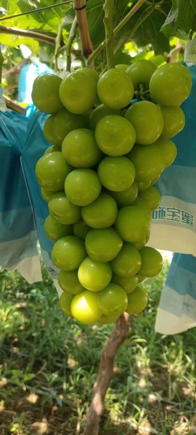 热卖蒲城冷库货源阳光玫瑰葡萄对接全国市场清甜可口欢迎采购