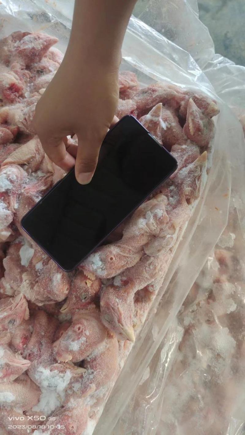 一级二级鸭胚
