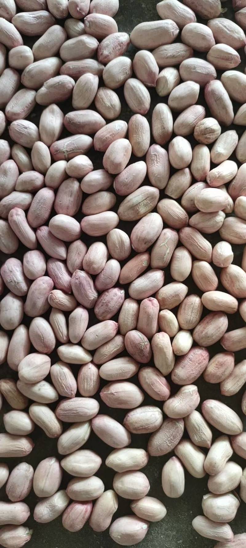 白沙新花生米8个筛选的精品，山东省邹城市华丰花生米加工