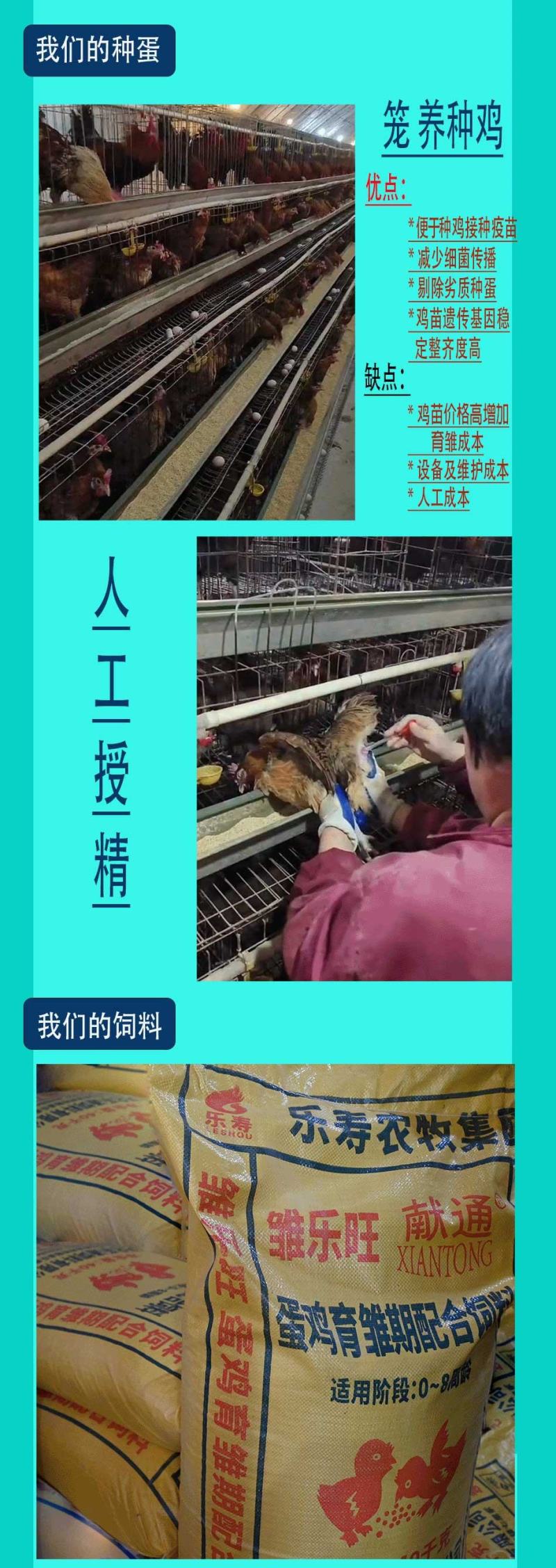 【好货推荐】河北泊头脱温柴鸡苗源头厂家包打疫苗技术指导
