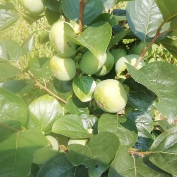 自家苗圃种植太秋柿子树苗四川柿子树苗批发零售