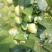 自家苗圃种植太秋柿子树苗四川柿子树苗批发零售
