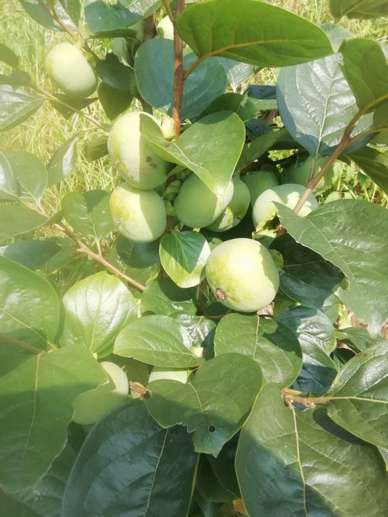 自家苗圃种植太秋柿子树苗四川柿子树苗批发零售