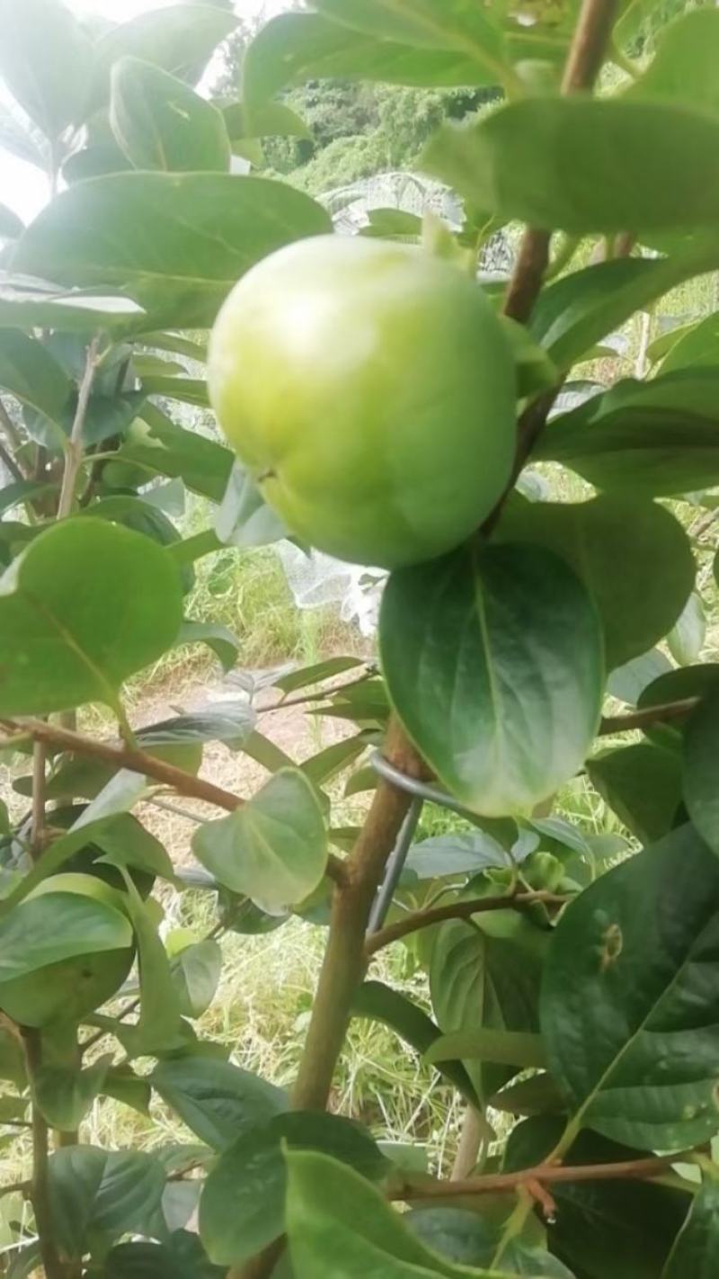 自家苗圃种植太秋柿子树苗四川柿子树苗批发零售