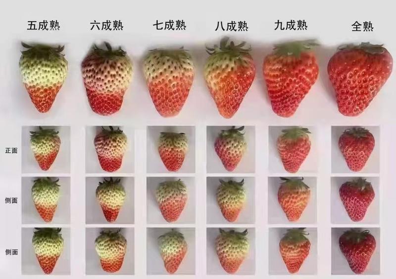 云南四季草莓