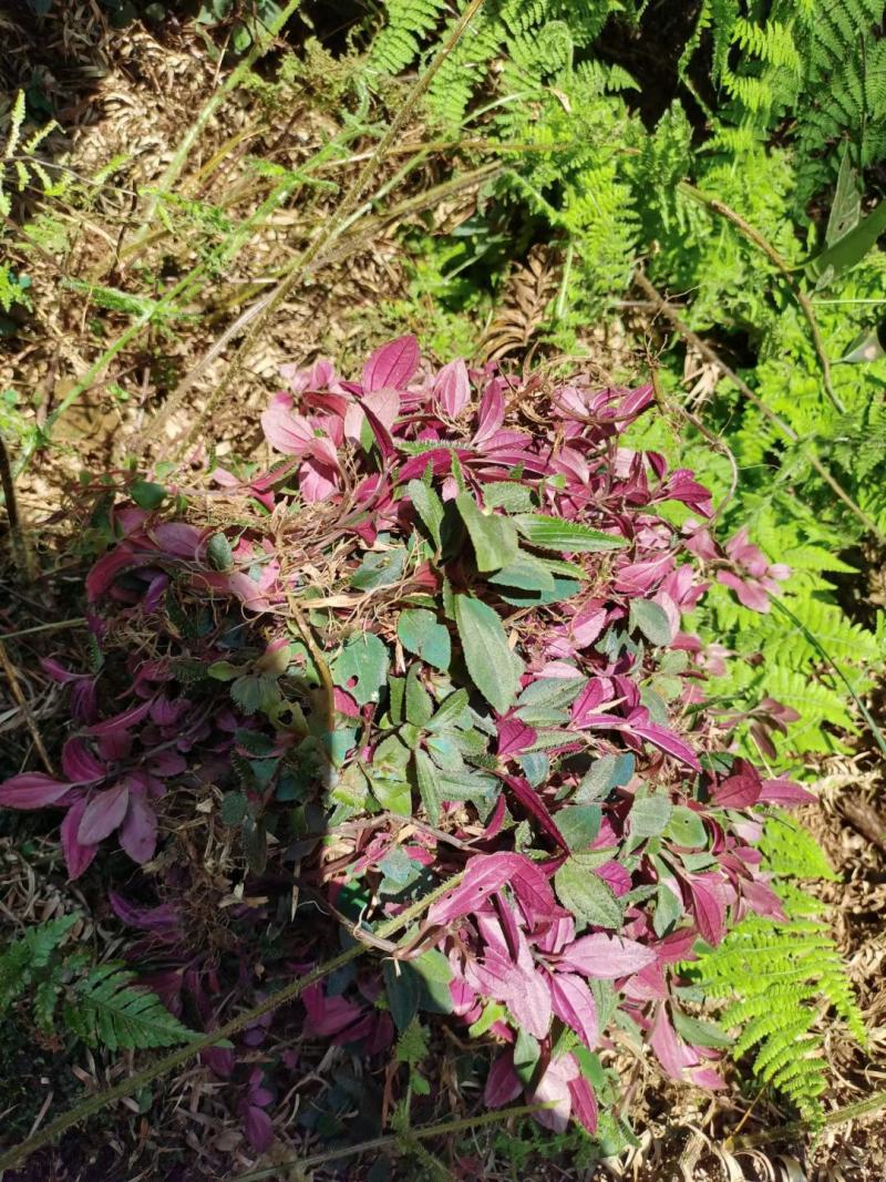 风柜斗草，云南小叶全红