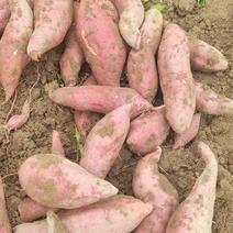 精品J26加工薯、市场、电商货日供日供10万斤西瓜红。