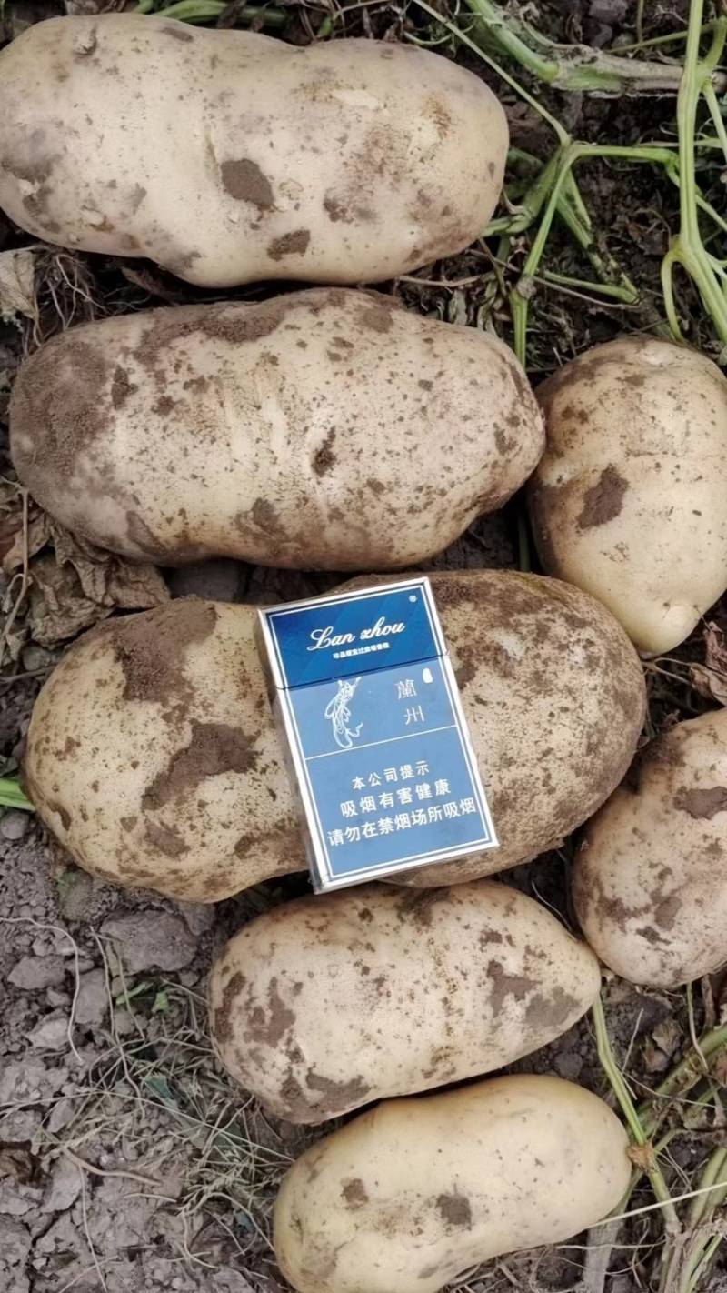 白心226，现收现发基地直发量大价优品质保障欢迎电联