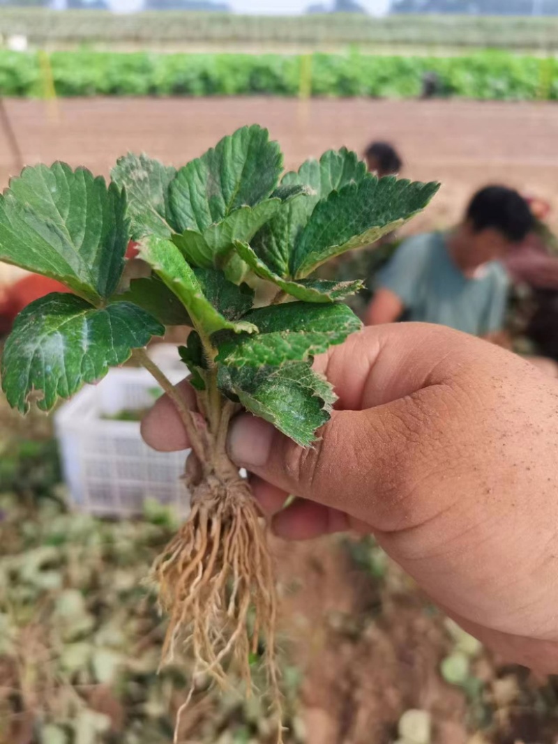 安徽出售天仙醉草莓苗，量大优惠，寻找长期合作伙伴包成活95%