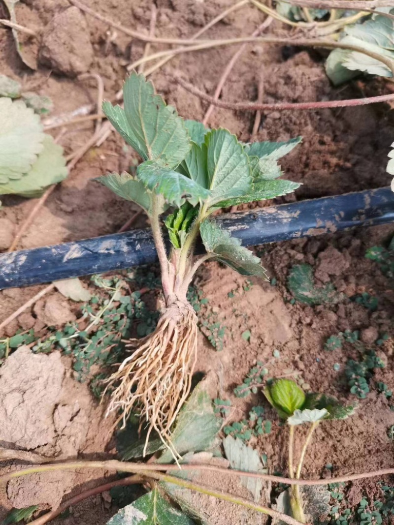 安徽出售天仙醉草莓苗，量大优惠，寻找长期合作伙伴包成活95%