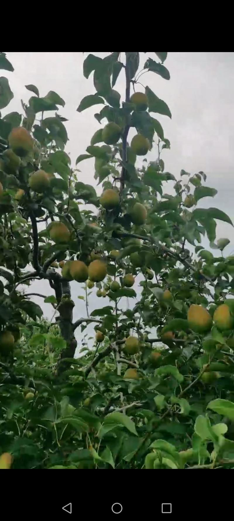 陕西红香酥梨大量上供应中，口感脆甜，果面干净