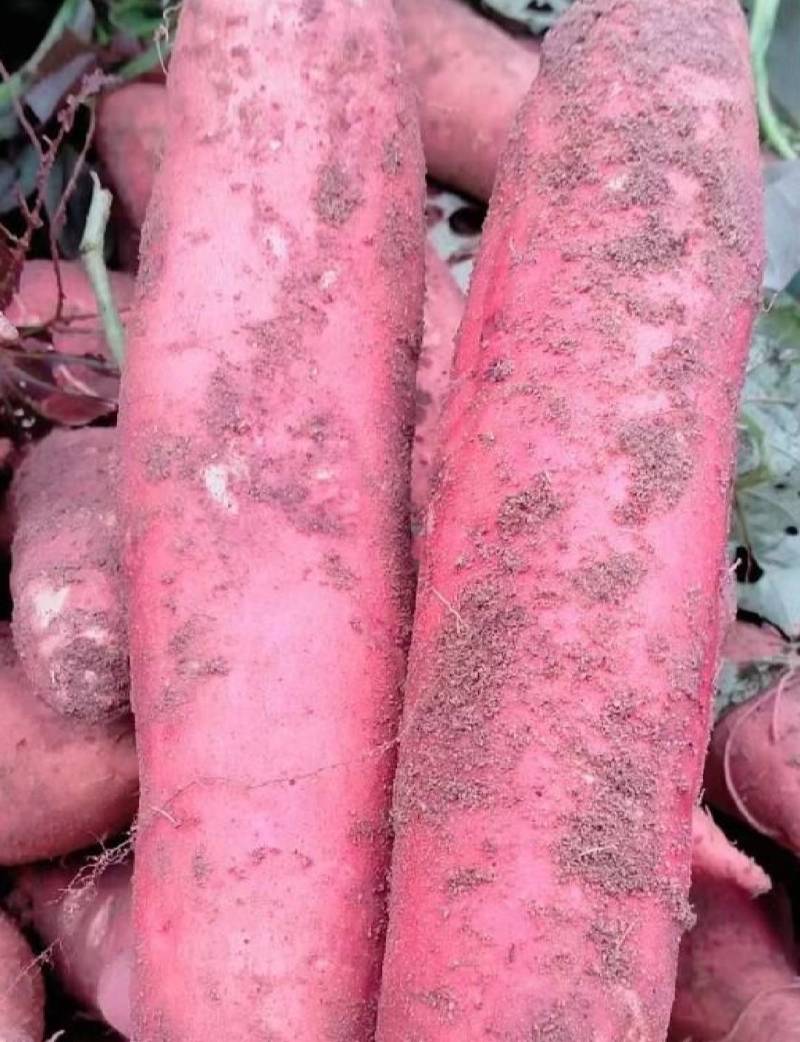安徽黑土地精品西瓜红薯，无虫眼，无疤痕，色泽鲜艳，