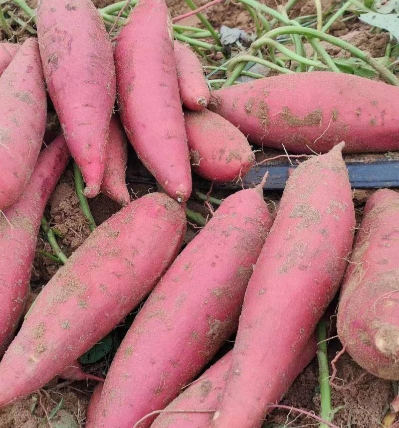安徽黑土地精品西瓜红薯，无虫眼，无疤痕，色泽鲜艳，