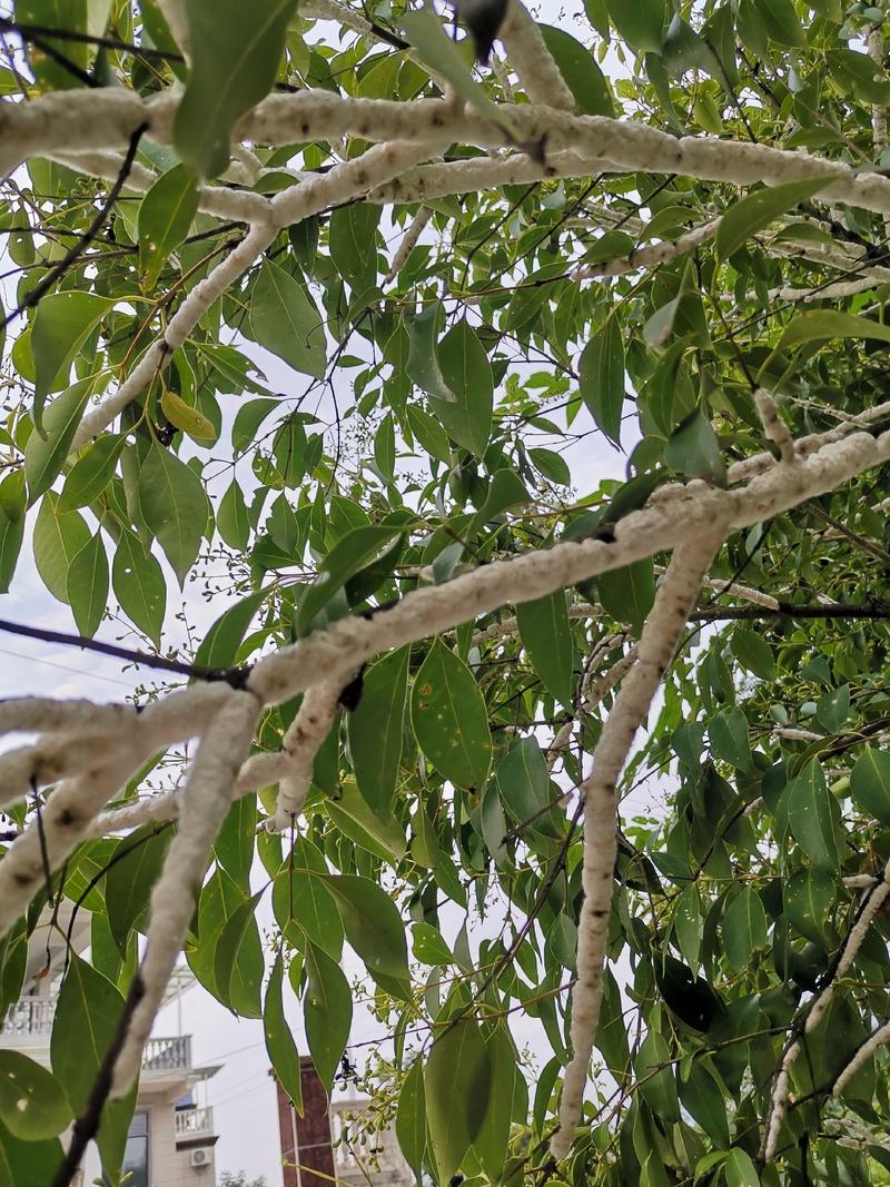 虫白蜡大叶女贞树培育出天然白蜡二百年生产历史非人工合成
