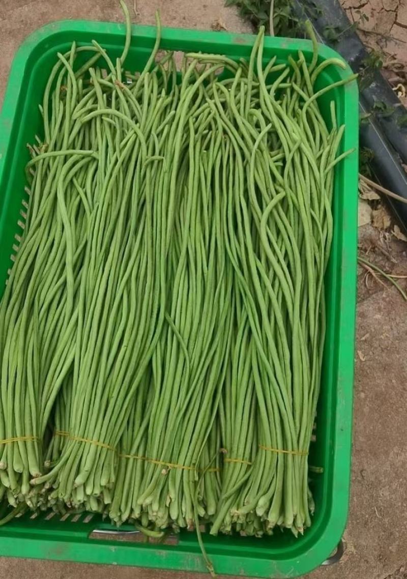 万豆丰螯合型悬浮肥拉直伸长保花保荚色亮鲜嫩抗逆增收