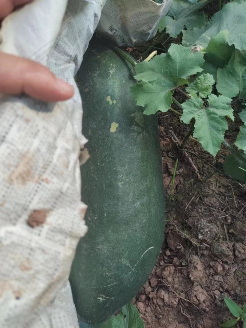 青皮地冬瓜
