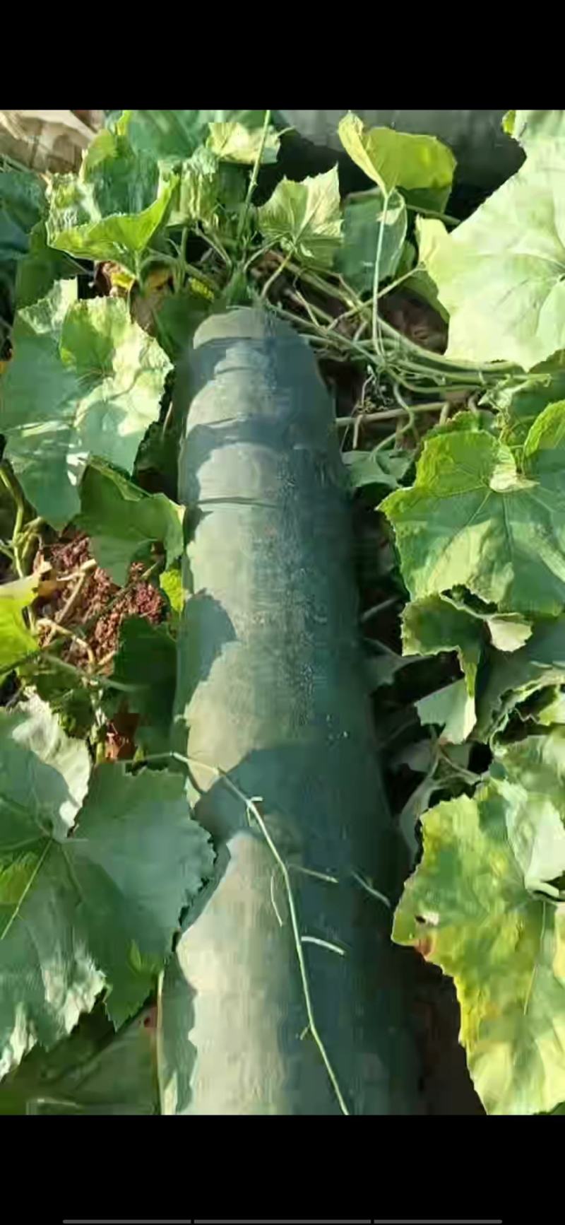 青皮地冬瓜