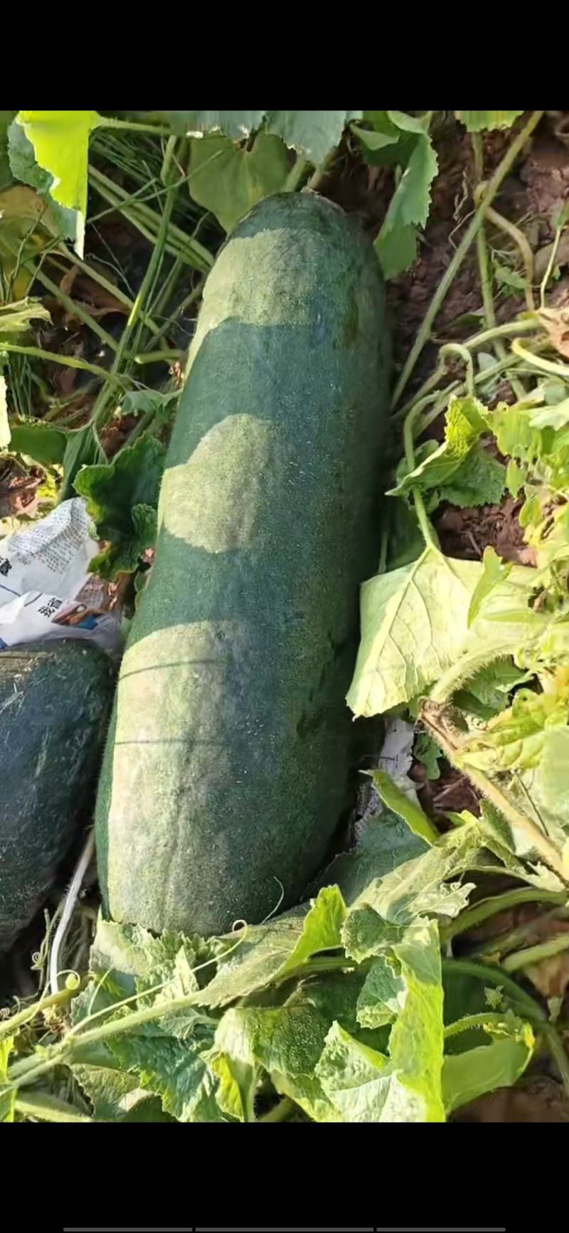 青皮地冬瓜
