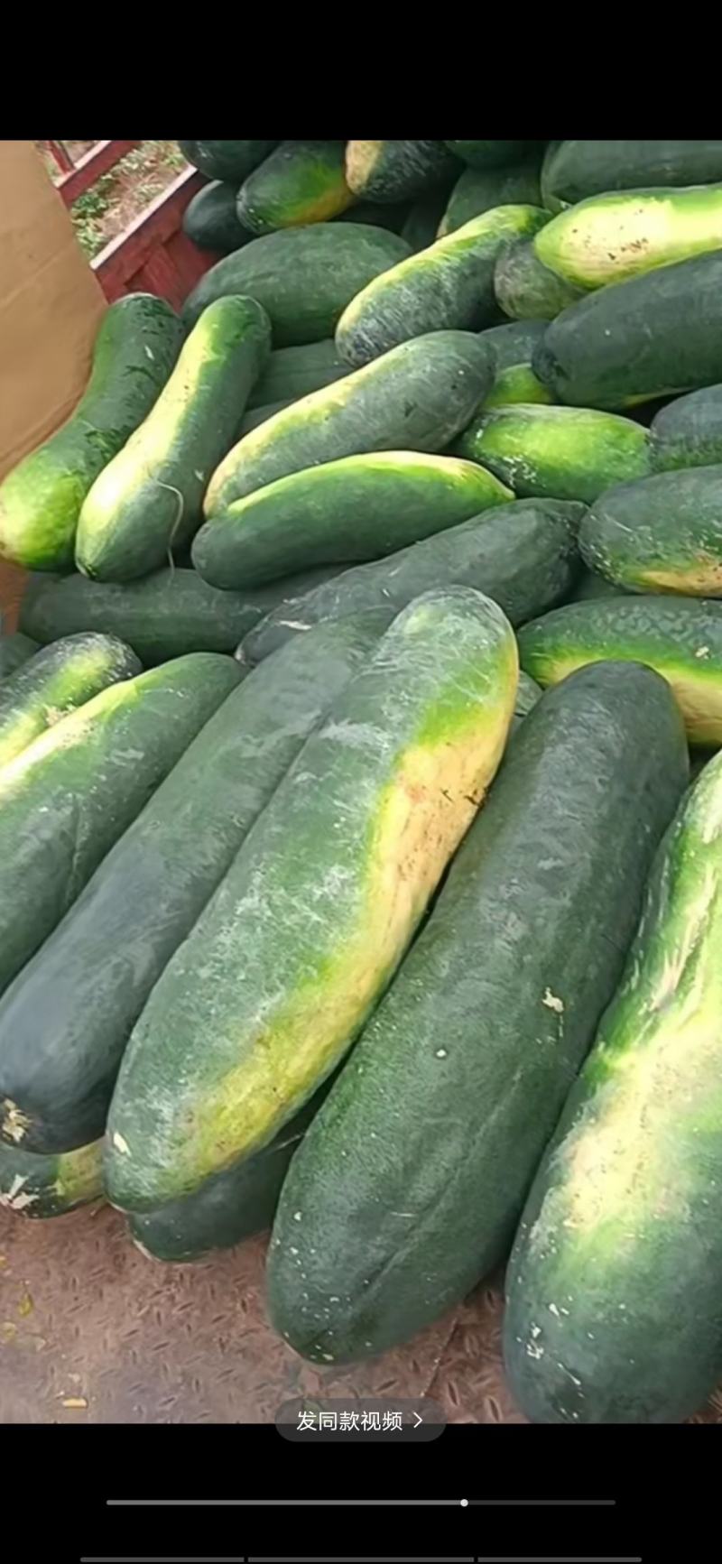 青皮地冬瓜