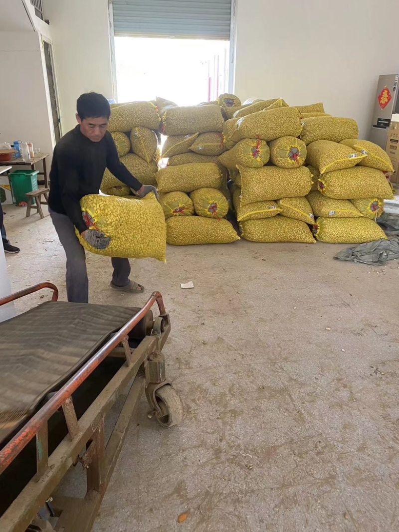 精品推荐罗汉果花生产地一手货源大量供应