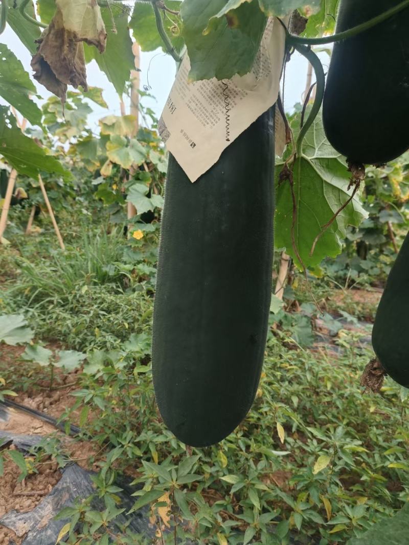 黑皮吊冬瓜
