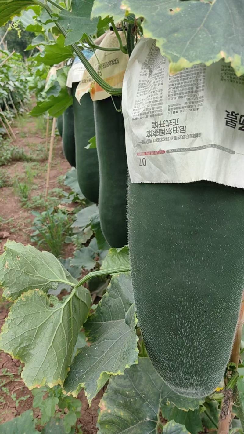 黑皮吊冬瓜