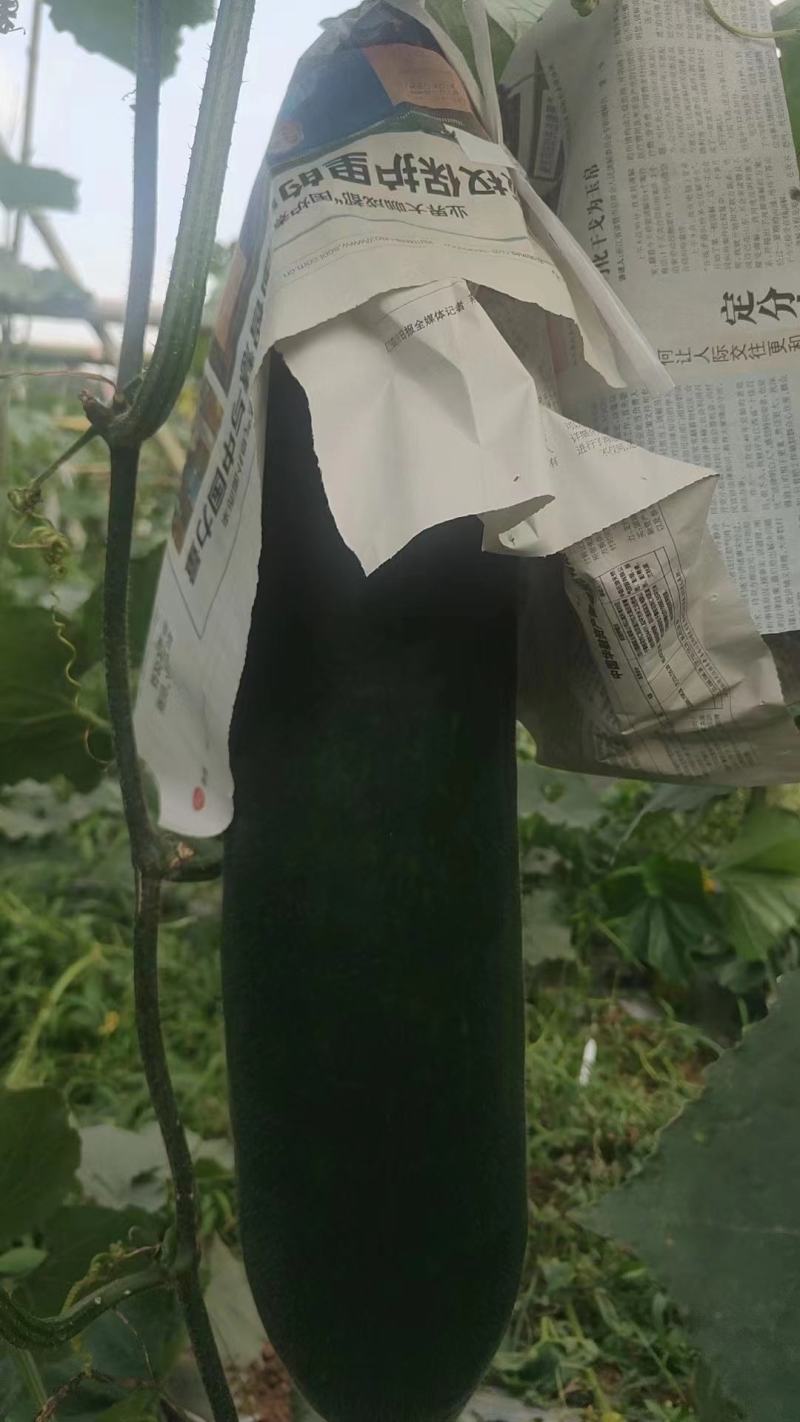 黑皮吊冬瓜