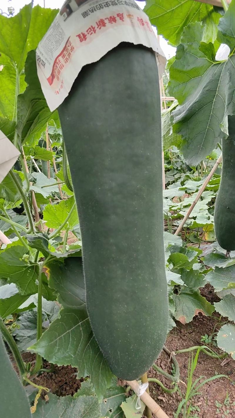 黑皮吊冬瓜
