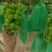 阳光玫瑰葡萄价格阳光玫瑰产地