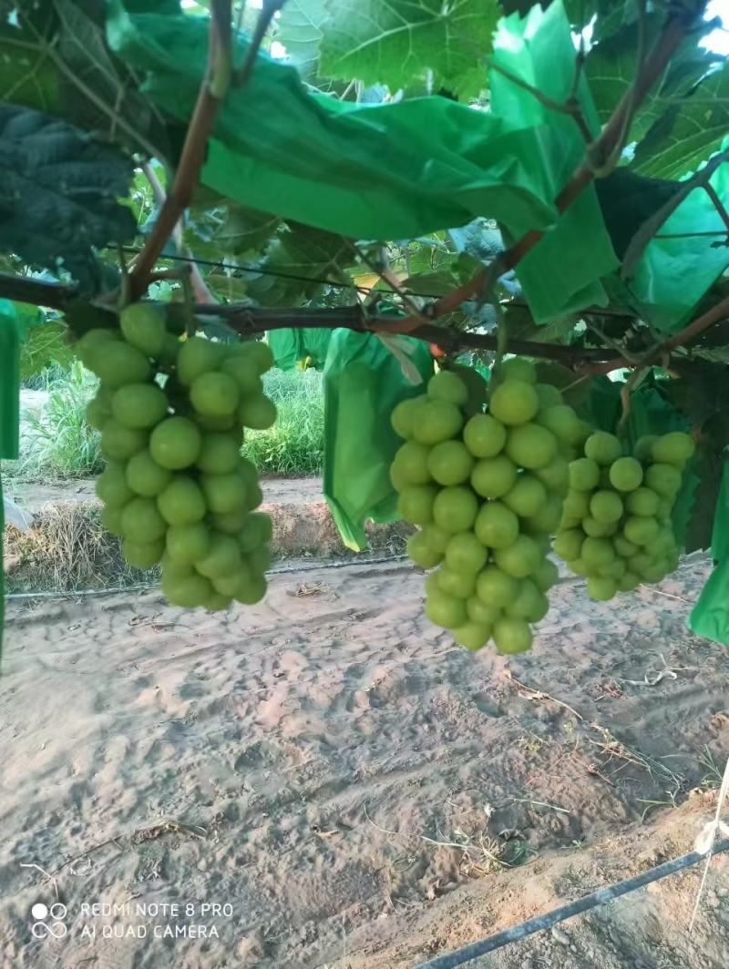 阳光玫瑰葡萄价格阳光玫瑰产地