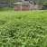山苍子苗，苗场直供30万山苍子杯苗，规格15-35公分。