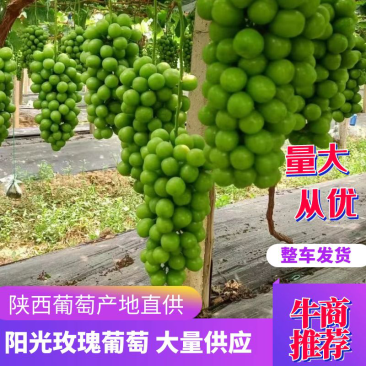 热卖蒲城冷库货源阳光玫瑰葡萄对接全国市场清甜可口欢迎采购