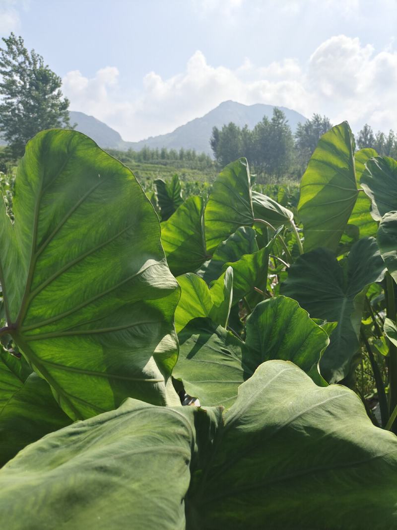 【精品】沂蒙山沂蒙香芋【种薯】货源充足量大从优欢迎咨询