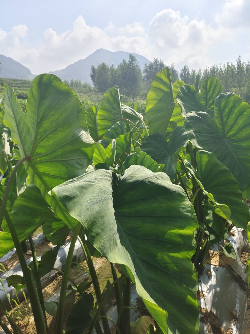 【精品】沂蒙山沂蒙香芋【种薯】货源充足量大从优欢迎咨询