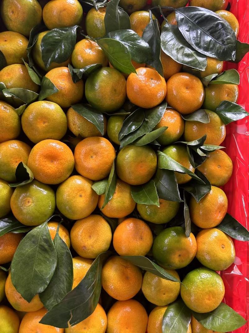 【精选】精品小叶果大量供应甜度高水分足品质保证