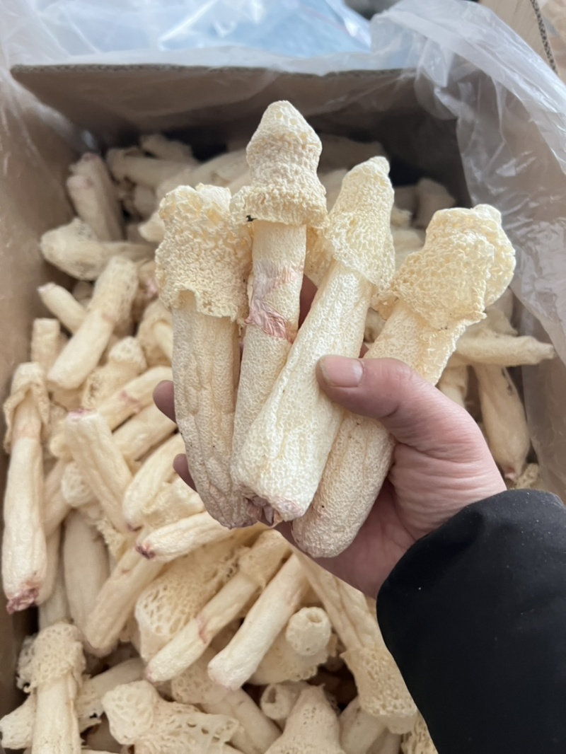 红托竹荪干品，贵州竹荪，织金竹荪，食用菌干货